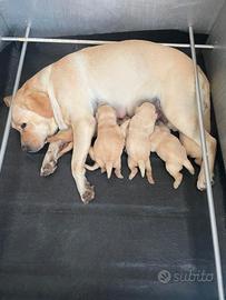 cassa parto per cuccioli di cane