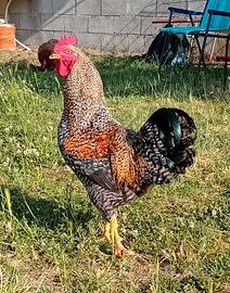 Gallo