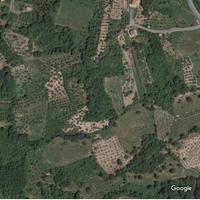 Uliveto in provincia di Cosenza