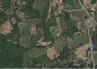 Uliveto in provincia di Cosenza