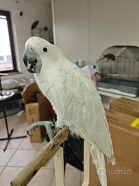 Cacatua Alba Allevata a mano dolce femmina