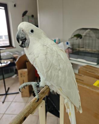 Cacatua Alba Allevata a mano dolce femmina