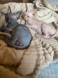 Maschietti di gatto Sphynx