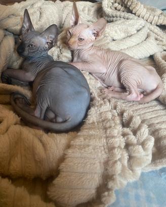 Maschietti di gatto Sphynx