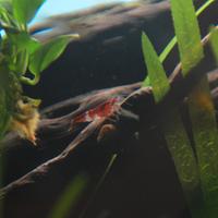 Neocaridina davidi gamberi