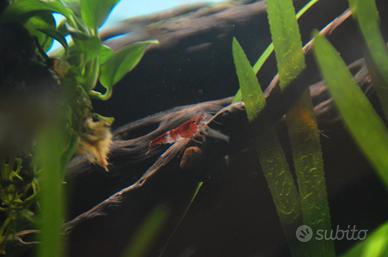 Neocaridina davidi gamberi
