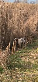 Cane breton