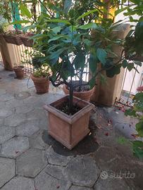 piante di limone con vaso