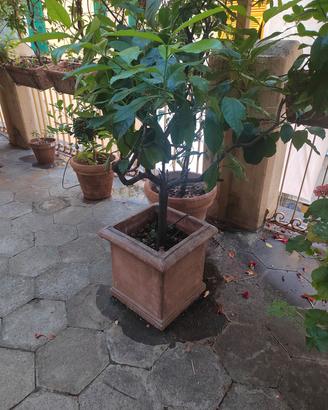 piante di limone con vaso