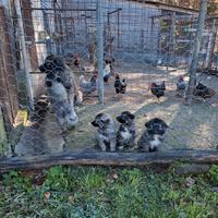 Cuccioli di pastore del Caucaso