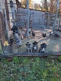 Cuccioli di pastore del Caucaso