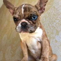 Bulldog francese esotica occhi impari alto livello