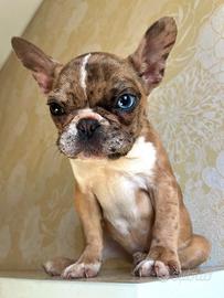 Bulldog francese esotica occhi impari alto livello