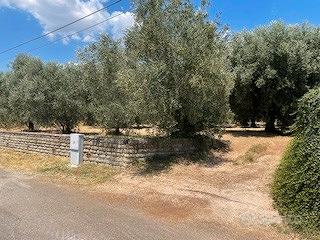 Terreno agricolo uliveto Zagarolo