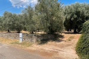 Terreno agricolo uliveto Zagarolo