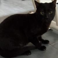 Gattino nero 5 mesi