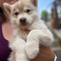 Cucciolo Siberian husky