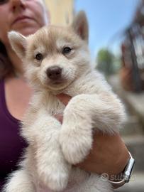 Cucciolo Siberian husky