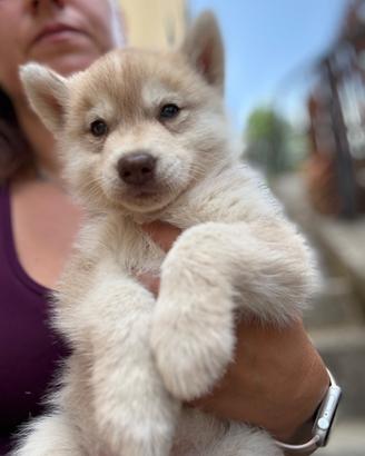 Cucciolo Siberian husky