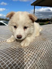 Border Collie