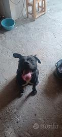Adozione amstaff 