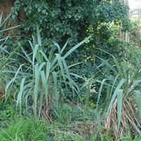 Yucca Gloriosa 3 vasi.