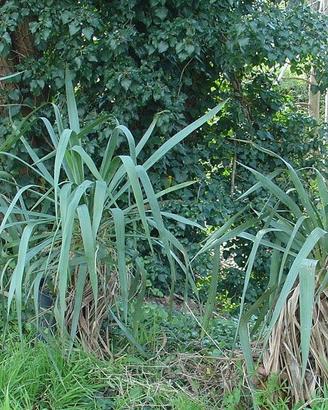 Yucca Gloriosa 3 vasi.