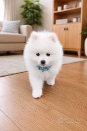 Spitz pomerania MINI TOY