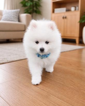 Spitz pomerania MINI TOY