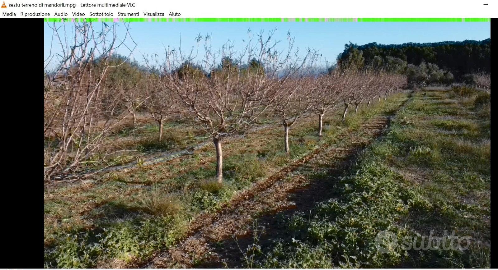 Terreno piantumato. MANDORLETO in produzione - Vista 5