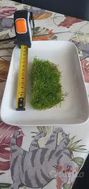 Muschio Riccia fluitans 