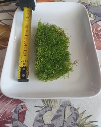 Muschio Riccia fluitans 