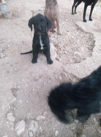 cucciolo dolcissimo 
