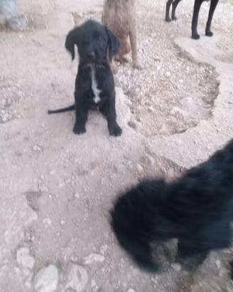 cucciolo dolcissimo 
