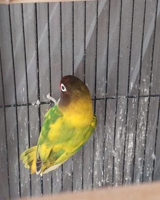 Pappagalli inseparabili testanera personata