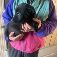 Cuccioli di Labrador nero