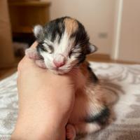 Cuccioli norvegesi delle foreste