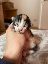 Cuccioli norvegesi delle foreste