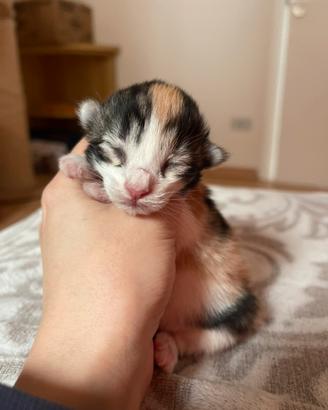 Cuccioli norvegesi delle foreste