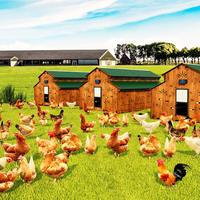 Pollaio allevamento biologico 100 galline ovaiole