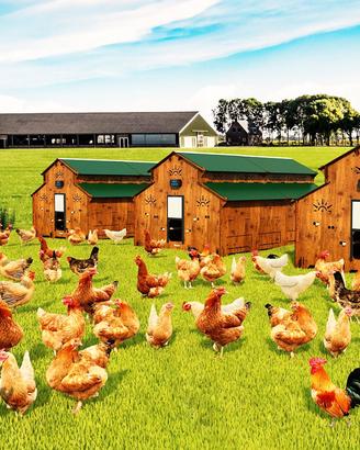 Pollaio allevamento biologico 100 galline ovaiole