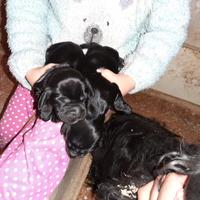 Cocker Spaniel maschietti neri