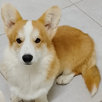 Cucciolo di Welsh Corgi Pembroke