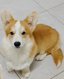 Cucciolo di Welsh Corgi Pembroke