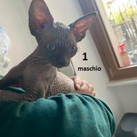 Ultimo gattino sphinx