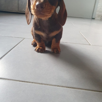 Cucciola bassotto chocolate