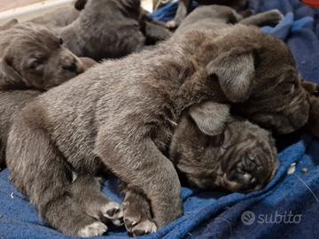 Cuccioli di Cane Corso