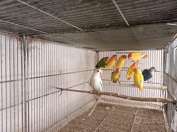 Pappagalli inseparabili