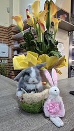 Co iglietti mini lop