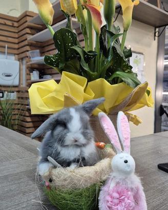 Co iglietti mini lop